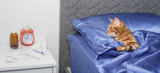 A domestic cat infected with a cold or flu lies in bed.