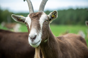 Thuringian goat grazing near herd