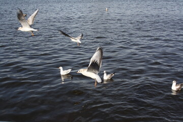 Seagulls on the Alster in Hamburg