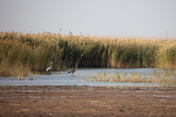 The pair of common cranes amongst the reeds. Korgalzhyn State Nature Reserve in Kazakhstan.