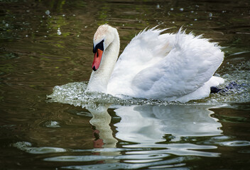 A white swan swims on a calm lake © Татьяна Зема