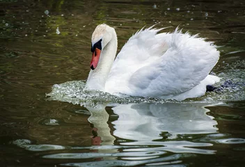 Fotobehang A white swan swims on a calm lake © Татьяна Зема