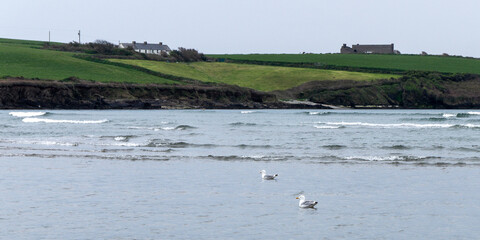 Two birds are swimming on the sea. The green hills of the coast in the distance. Seaside landscape. A couple of seabirds. Seaside nature.