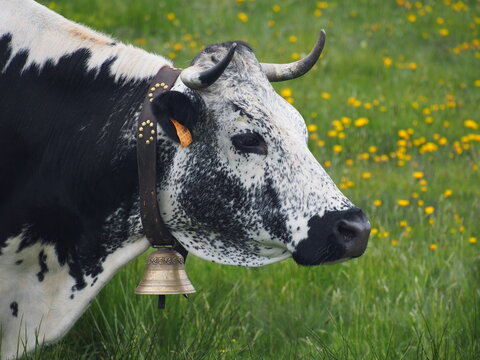 vache vosgienne
