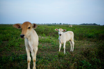 Obraz na płótnie Canvas two calves in a green field