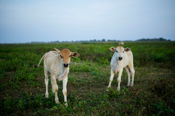 Obraz na płótnie Canvas two cows in a green field