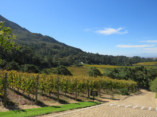 Fototapeta na wymiar Winery, Constantia, Cape Town, South Africa