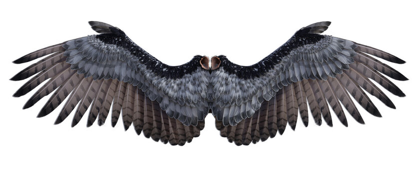 3D render of fantasy angel wings