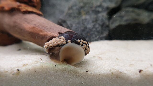 Military helmet snail, Neritina pulligera dusky nerite freshwater snail in the aquarium