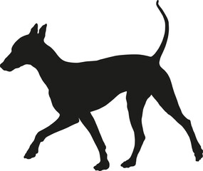 Black dog silhouette. Walking mexican hairless dog puppy. Pet animals. Isolated on a white background.