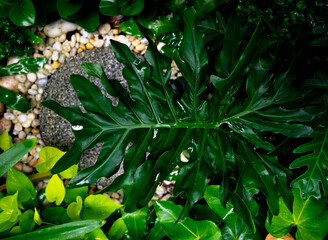 Closeup green leaf  nature background,tropical garden abstract,concept of ecology spa and environmental conservation..