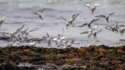 Sandpipers flock landing