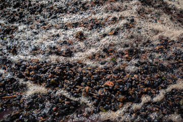 Uva moída com os bagos moídos e o sumo da uva no lagar para a produção de vinho