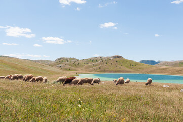 Fototapeta na wymiar Herd of sheep on the meadow on Durmitor mountain.