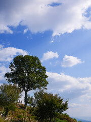 Obraz premium 若草山（奈良県）