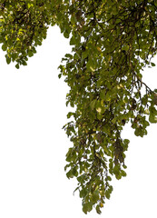 Ässte mit grünen Blätter