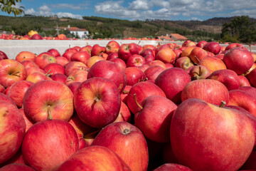 Maçã vermelha armazenada em caixas para a ser enviada para a industria da maçã