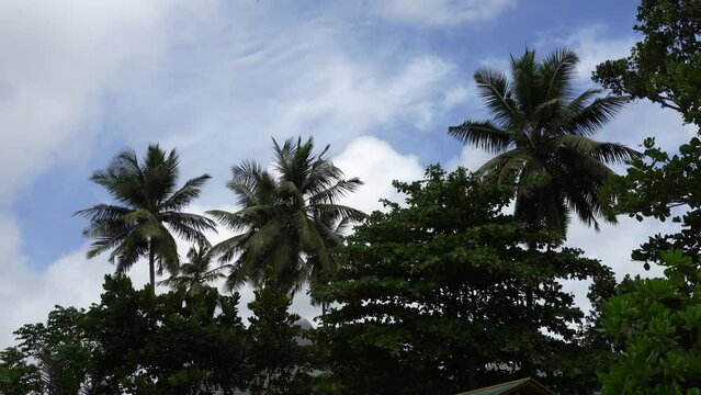 Palms and tropical trees against the blue sky. The wind shakes the leaves, white clouds float. Seychelles