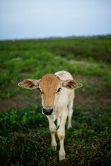 close up cow looking at the camera