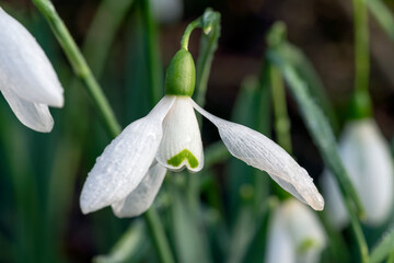 Snowdrop galanthus elwesii 'Mrs Macnamara' an early winter spring bulbous flowering plant with a white springtime flower which opens in January and February, stock photo image
