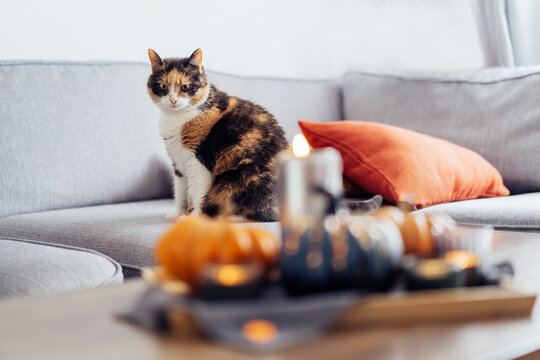 Sitting cat on the couch with blurred autumn, fall composition for hygge home decor. Pumpkins, burning candles on tray on the coffee table in the living room. Home cozy mood. Selective focus.