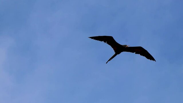 Fregat birds flock fly blue sky clouds background in Mexico.