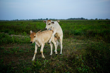 two white cows playing in the green pasture