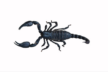 live black scorpion (Emperor Scorpion)