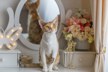 tortoiseshell devonrex cat sits on a dressing table