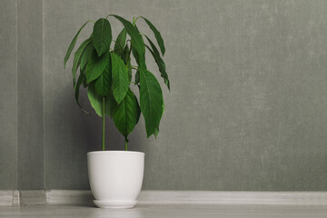 Houseplant decorative tree with lush green withered leaves potted on floor in living room at home interior against empty gray wall