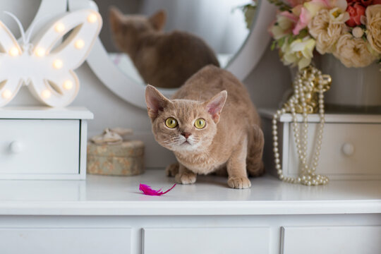 Lilac Devon Rex cat sits on a dressing table 