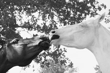 Funny young horses shows faces playing closeup on farm in black and white.