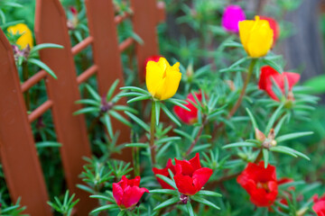 Red, yellow and pink flowers in the summer garden.