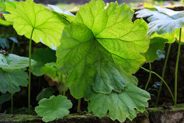 Obraz premium green leaves in the garden