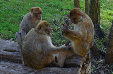  three macaque sitting together