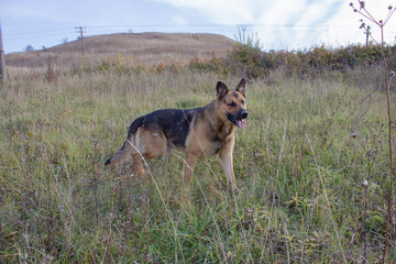Wildlife and dog