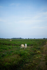 Naklejka premium two cows in a green field