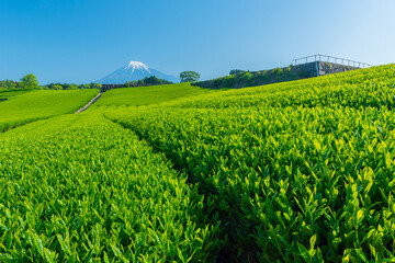 Tea farm with Fuji mountain in background