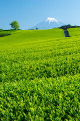 Tea farm with Fuji mountain in background