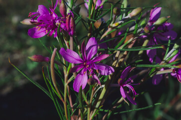 Fireweed or rosebay willowherb. Beautiful violet pink blossoming fireweed flowers during sunny summer day.