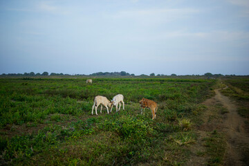 three cows in a green field