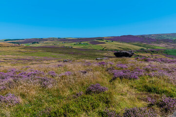 A view across the heather covered meadows beside the Roaches escarpment, Staffordshire, UK in summertime