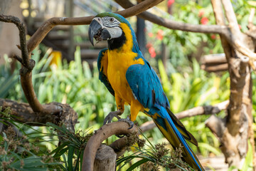 A blue-and-yellow macaw (Ara ararauna), or a blue-and-gold macaw in the trees