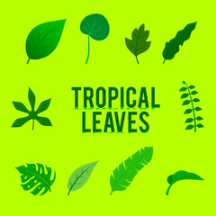 Tropical leaves collection. Vector isolated elements