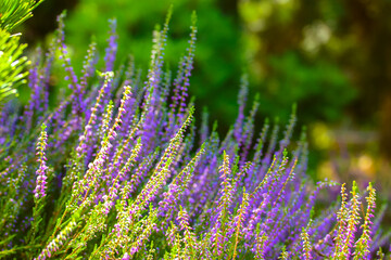 Beautiful blooming purple heather in wood, forest, meadow at sunny day. Small lilac flowers on long stems in botanical garden. Flowering, gardening, floriculture. Calluna vulgaris on green background.