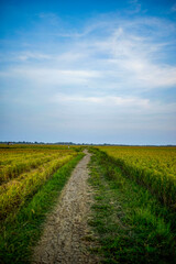 footpath in the middle of rice fields with blue sky