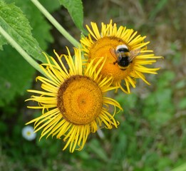 Eine Hummel auf einer Sonnenblume