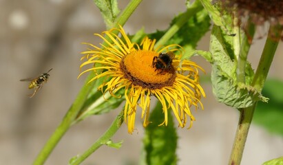 Eine fliegende Wespe und eine eine Hummel auf einer Blume