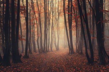 misty forest path with autumn colors