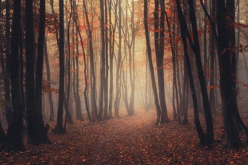nebliger Waldweg mit Herbstfarben © andreiuc88